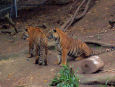 Lions, tigers, and bears, Oh MY!